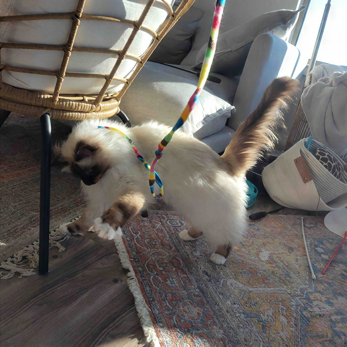 Caring Cat Concierge In Springfield