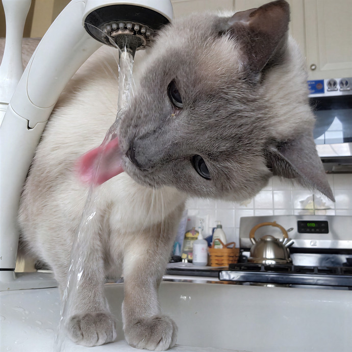 Caring Cat Concierge In Springfield