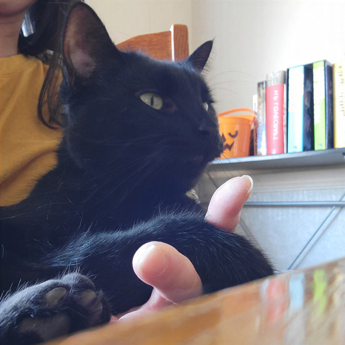 Caring Cat Concierge In Springfield