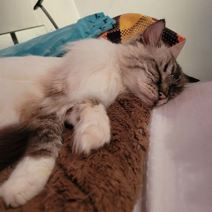 Caring Cat Concierge In Springfield