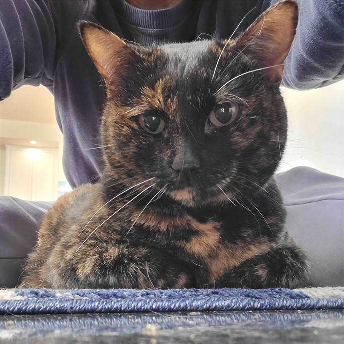 Caring Cat Concierge In Springfield