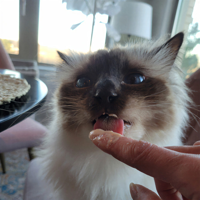 Caring Cat Concierge In Springfield