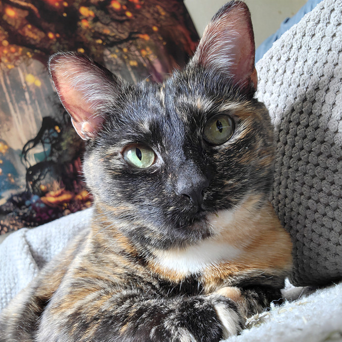 Caring Cat Concierge In Springfield