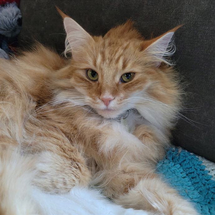 Caring Cat Concierge In Springfield