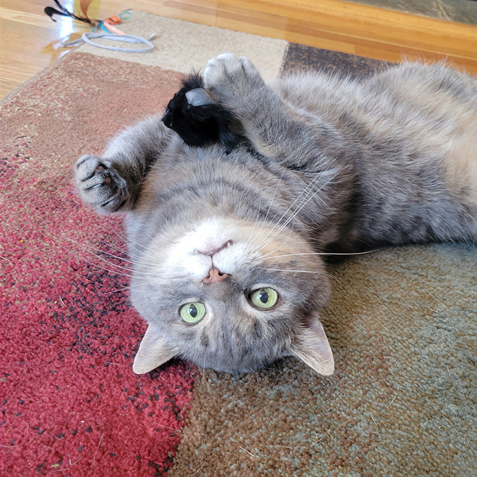 Caring Cat Concierge In Springfield