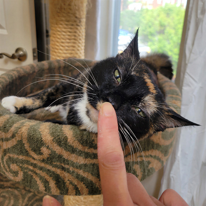 Caring Cat Concierge In Springfield