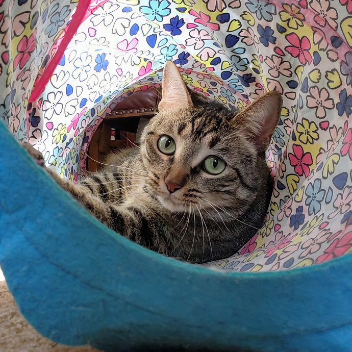 Caring Cat Concierge In Springfield