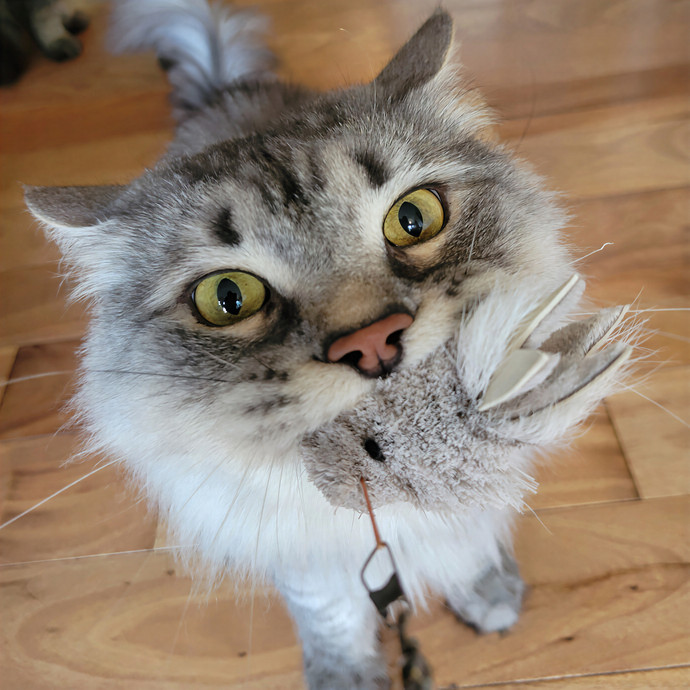 Caring Cat Concierge In Springfield