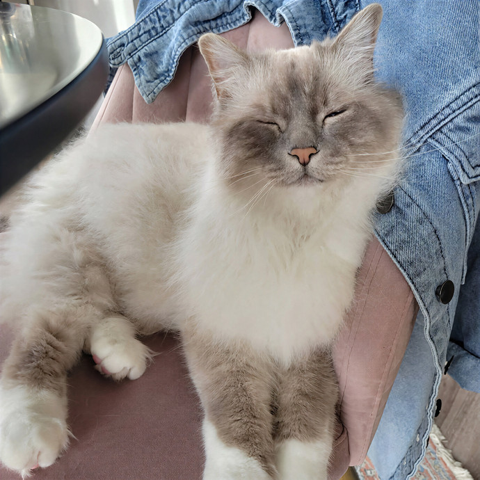 Caring Cat Concierge In Springfield