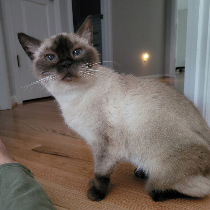 Caring Cat Concierge In Springfield