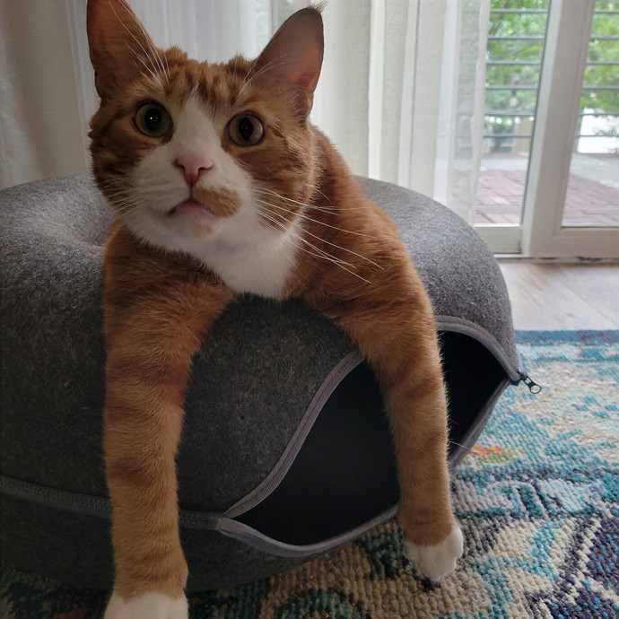 Caring Cat Concierge In Springfield