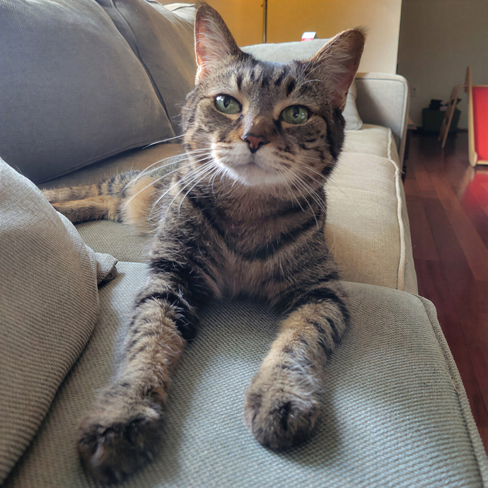 Caring Cat Concierge In Springfield