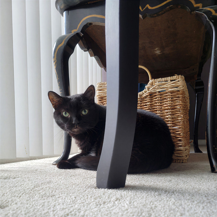 Caring Cat Concierge In Springfield