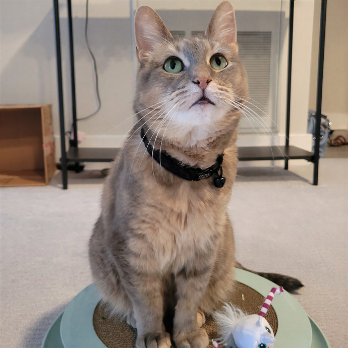 Caring Cat Concierge In Springfield