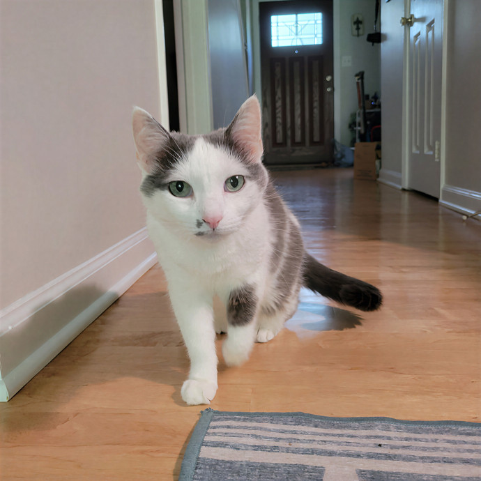 Caring Cat Concierge In Springfield