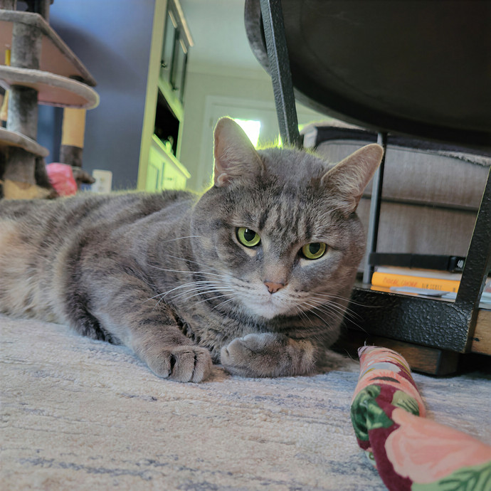Caring Cat Concierge In Springfield