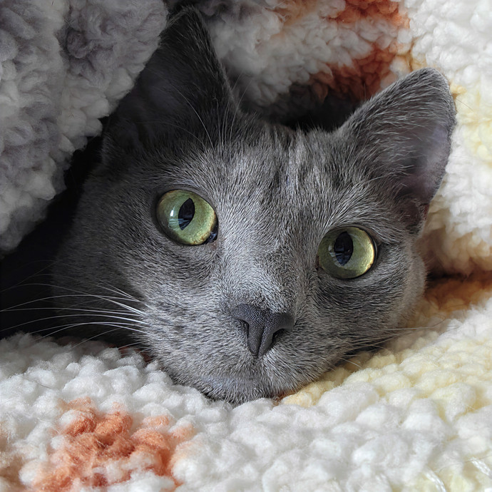 Caring Cat Concierge In Springfield