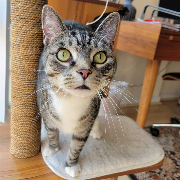 Caring Cat Concierge In Springfield