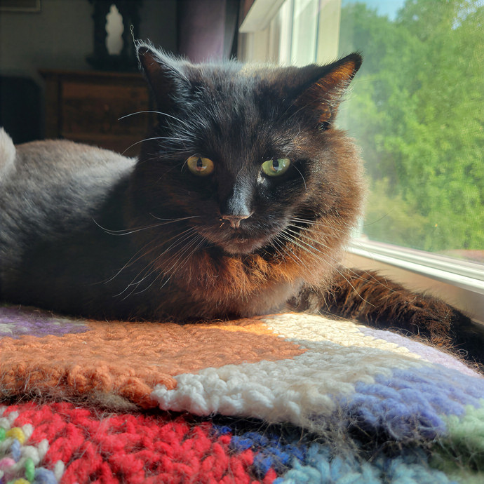 Caring Cat Concierge In Springfield