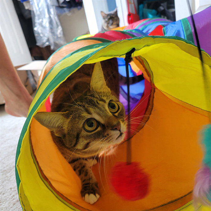 Caring Cat Concierge In Springfield