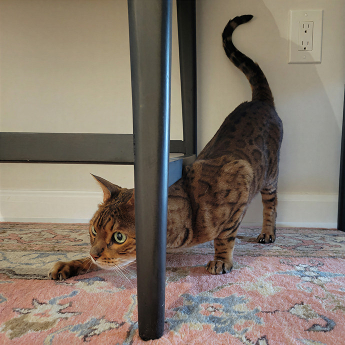 Caring Cat Concierge In Springfield