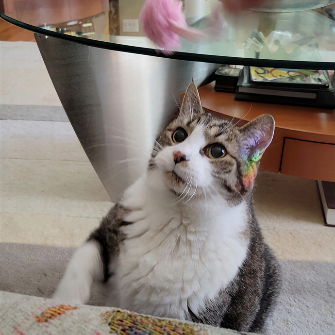 Caring Cat Concierge In Springfield