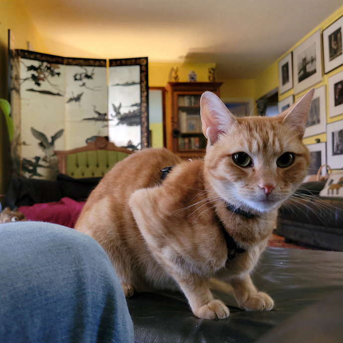 Caring Cat Concierge In Springfield