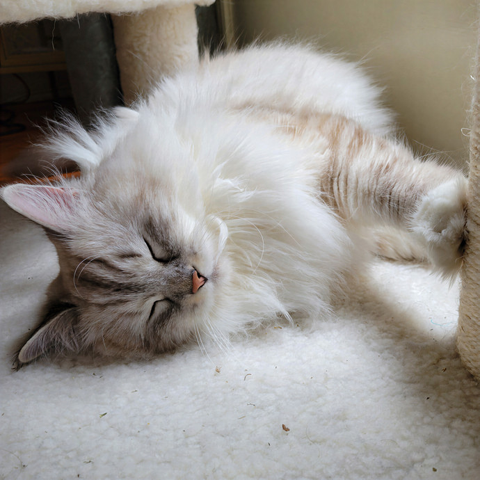 Caring Cat Concierge In Springfield