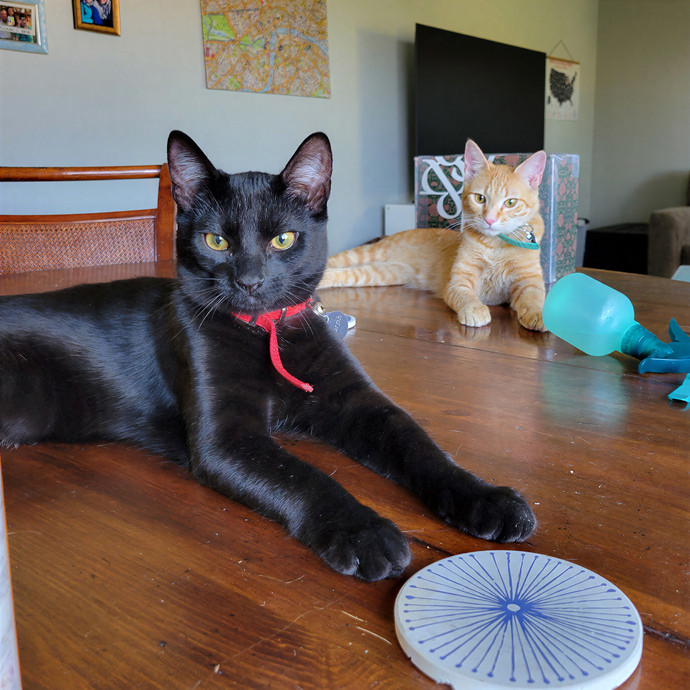 Caring Cat Concierge In Springfield