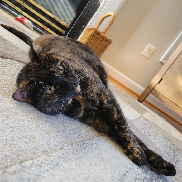 Caring Cat Concierge In Springfield