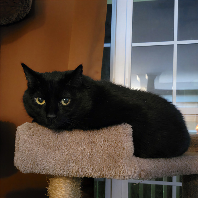 Caring Cat Concierge In Springfield
