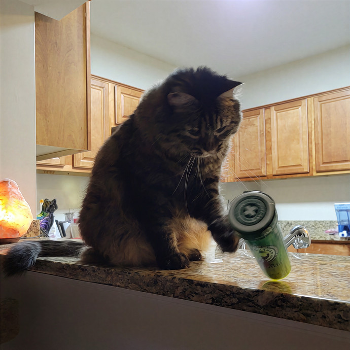 Caring Cat Concierge In Springfield