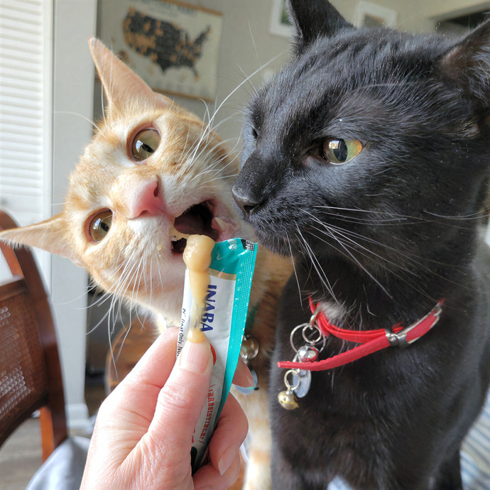 Caring Cat Concierge In Springfield
