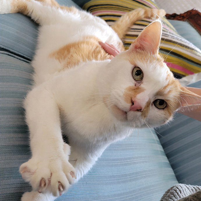 Caring Cat Concierge In Springfield