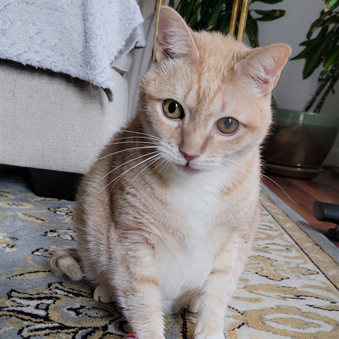 Caring Cat Concierge In Springfield