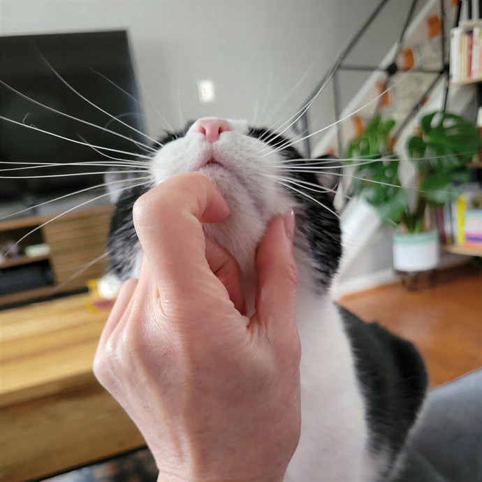 Caring Cat Concierge In Springfield