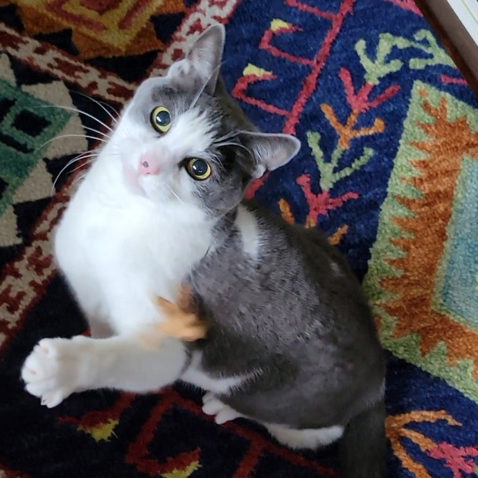 Caring Cat Concierge In Springfield