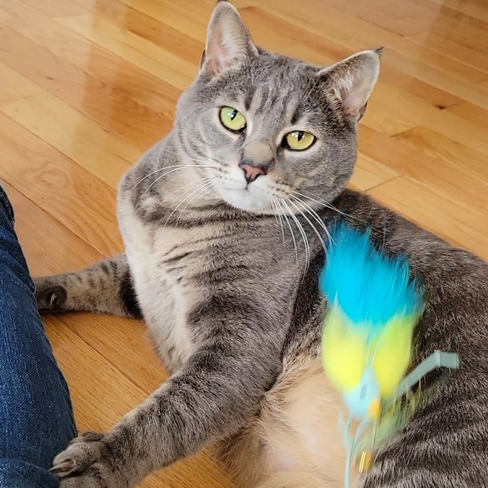 Caring Cat Concierge In Springfield