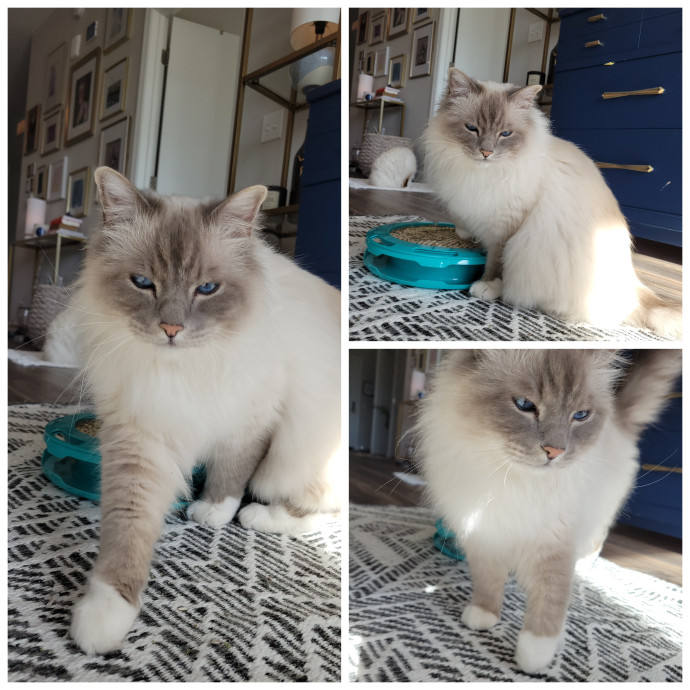 Caring Cat Concierge In Springfield