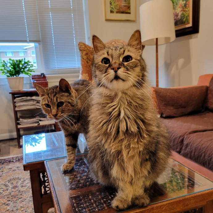 Caring Cat Concierge In Springfield