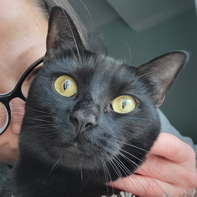 Caring Cat Concierge In Springfield