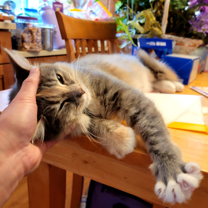 Caring Cat Concierge In Springfield