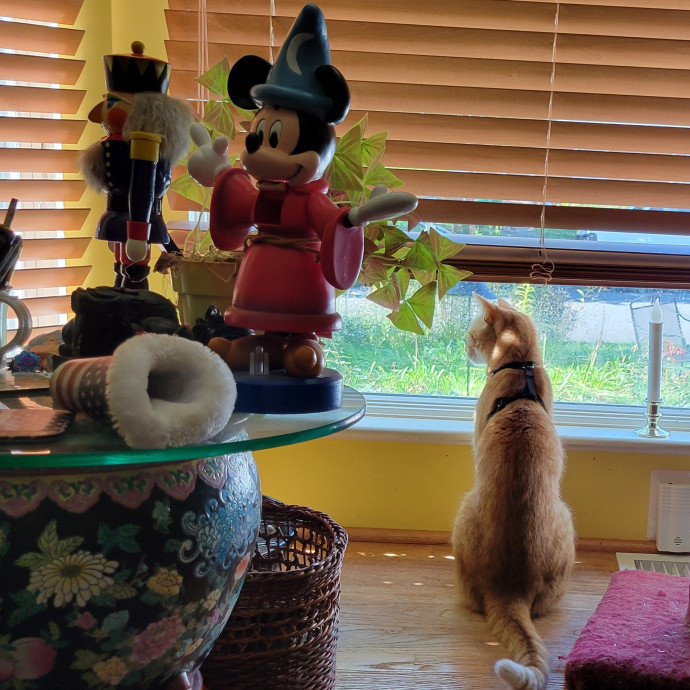 Caring Cat Concierge In Springfield