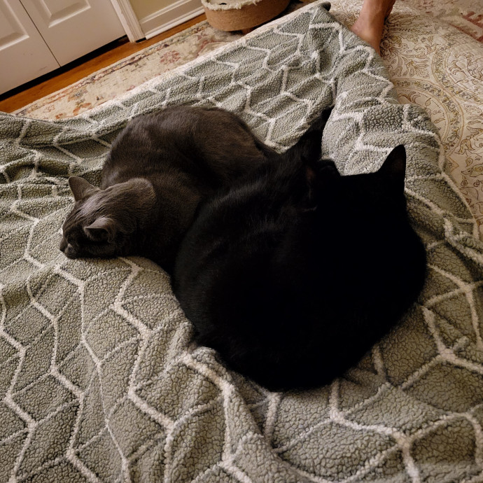 Caring Cat Concierge In Springfield