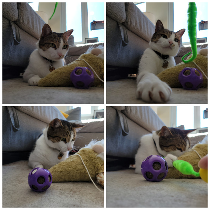 Caring Cat Concierge In Springfield