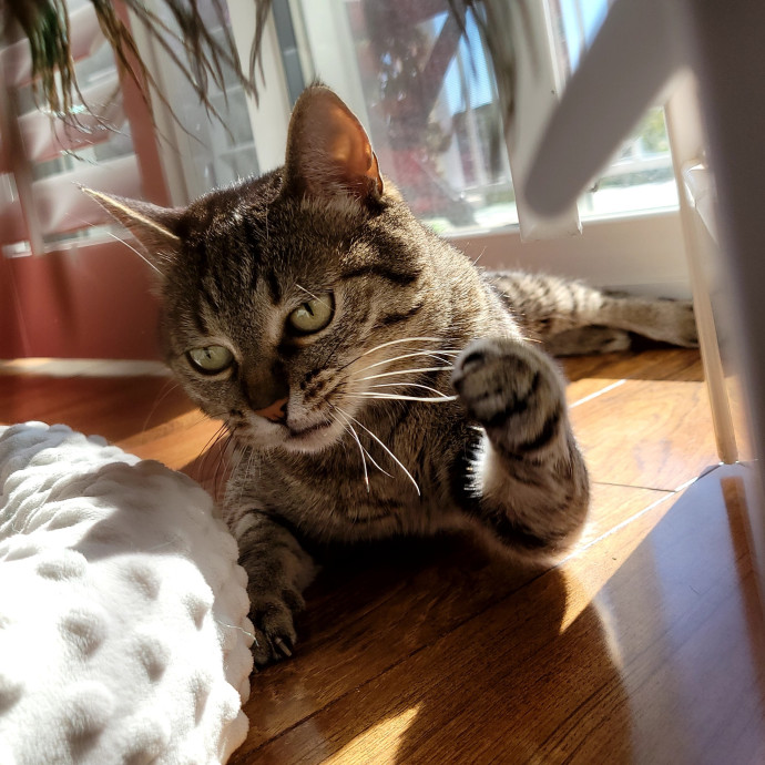 Caring Cat Concierge In Springfield