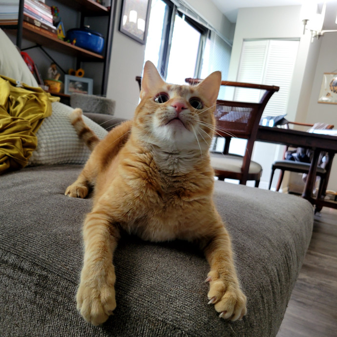 Caring Cat Concierge In Springfield