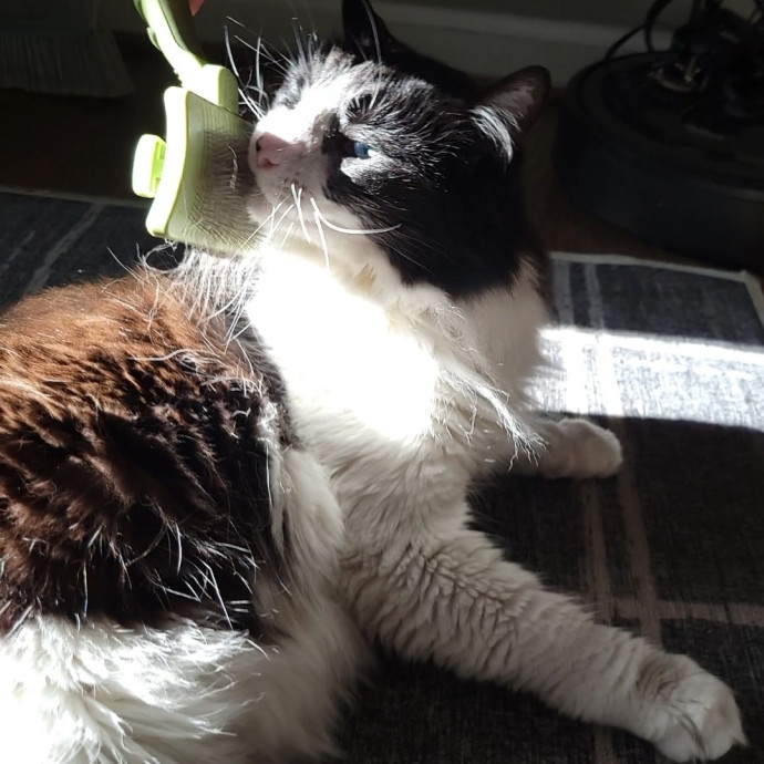 Caring Cat Concierge In Springfield