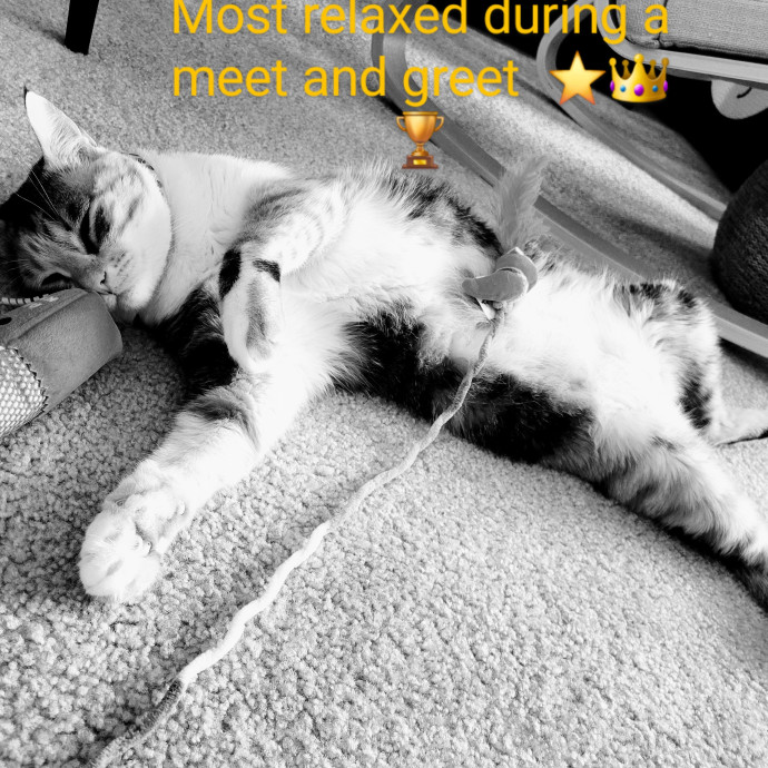Caring Cat Concierge In Springfield