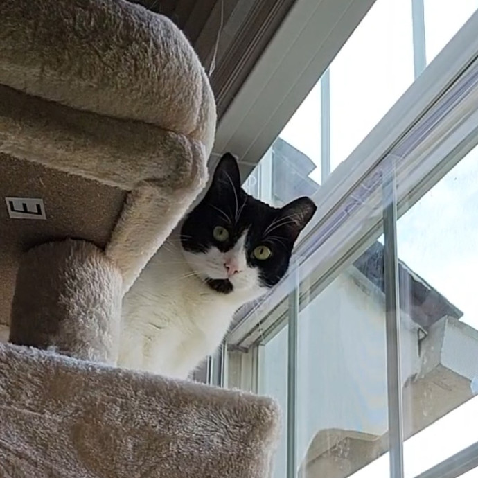 Caring Cat Concierge In Springfield